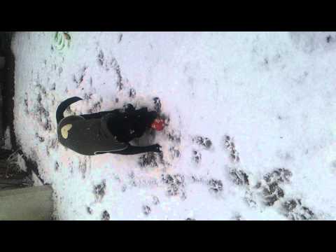 黒ラブ　メルロー社長　♀　雪を見るなりテンションマックス！