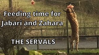 Feeding time for the Servals Jabari and Zahara