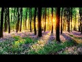 Beautiful Relaxing Music - Calm Nerve Music, Overcome Overthinking, Heart Therapy, Relaxation #20