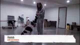 Level 2 Dog Obedience Class Test Demonstration: Freckles