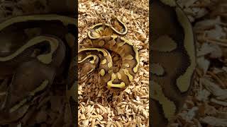 Mojave Fire YB! #animal #ballpython #reptiles #ballpythonsnake #pet #python #cute #reptilelove
