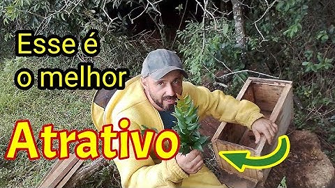 Como capturar abelhas fora de época? (ENXAMES GRANDES)