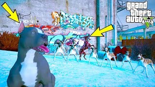 Yarali Pi̇tbull Tek Başina 10 Sokak Köpeği̇yle Karşi Karşiya - Gta 5