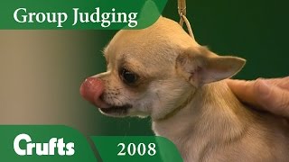 Smooth Coat Chihuahua wins Toy Group Judging at Crufts 2008 | Crufts Dog Show