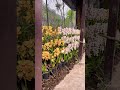 Flower garden Namchi