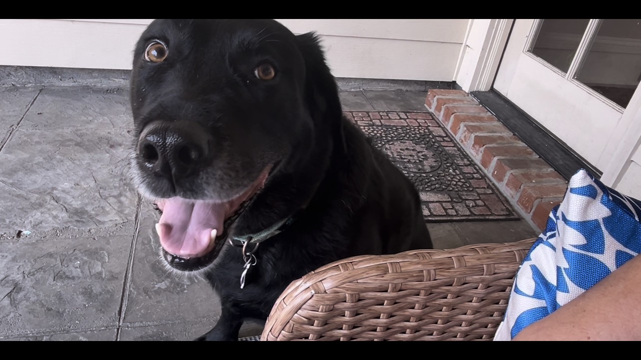 Shadow's Begging Noises Are Too Cute - YouTube