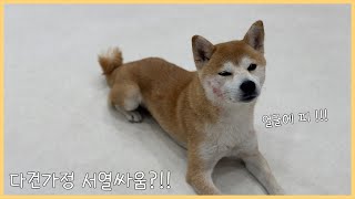 다견가정 개 서열싸움