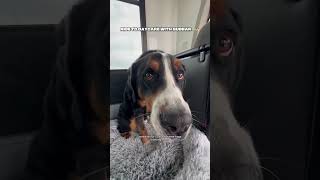 Ride To Daycare With Gubbar