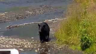 Alaska Cruise, Black Bear, Mendenhall Glacier