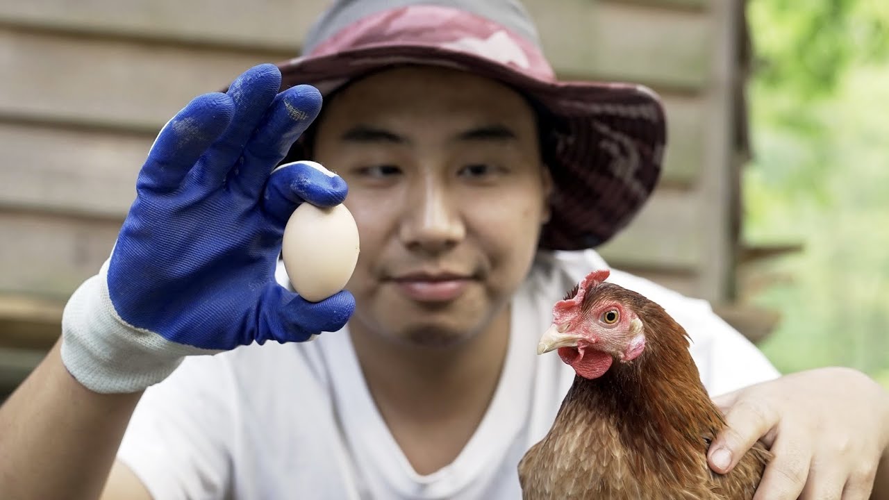 壹招教會妳怎樣讓母雞快速下蛋？雞肉雞蛋雙豐收！ | Wild Cooking