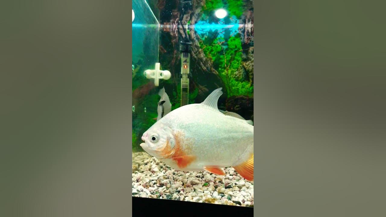 Pako Fish #pako #fish - YouTube