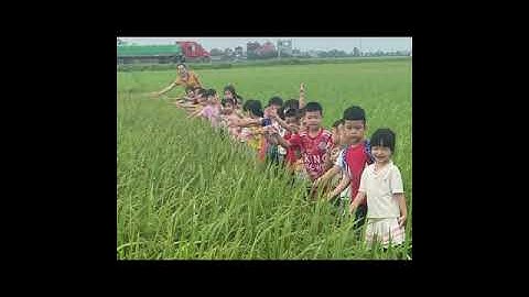 hoạt động trải nghiệm tham quan cánh đồng lúa của lớp 4-5 tuổi c2