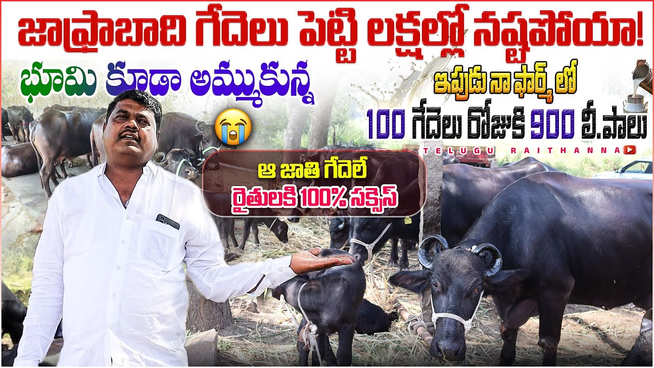 100 గేదెలు రోజు కి 900 లీటర్ల పాలు| జాఫ్రాబాది గేదెల తో లక్షల్లో నష్టం |ఏ జాతి గేదెలు సక్సెస్?Dairy