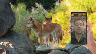 Dr Ben Allen - Dingo expert
