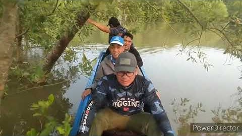 Hành trình vào tận rừng sâu Cần Giờ săn cá chẽm siêu to khổng lồ || Thiên Nhiên Muôn Loài