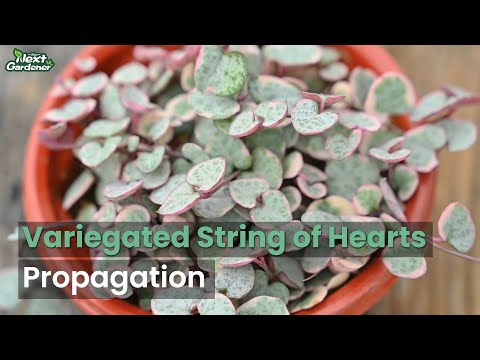 Propagate String of Hearts Variegated with Sphagnum Moss | The Next Gardener