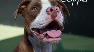 Behind the Scenes with Copper (ADOPTED)