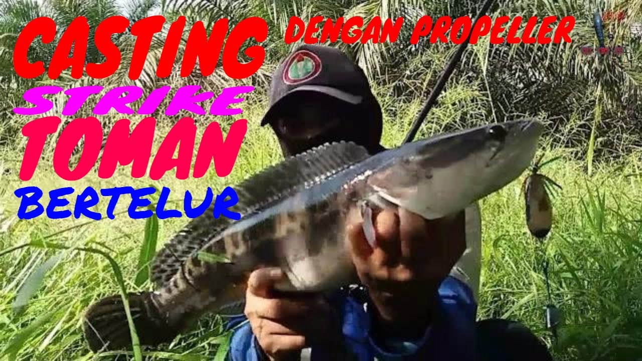 MANCING IKAN TOMAN di RAWA KALIMANTAN TENGAH - YouTube