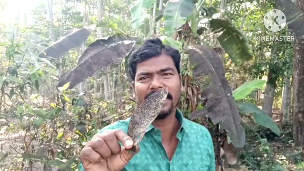 বাড়ির ছাওয়া যুক্ত জায়গায় ছোট ছোট ছেলে মেয়েদের সুন্দর গাছ করা দেখে অবাক হয়ে গেলাম