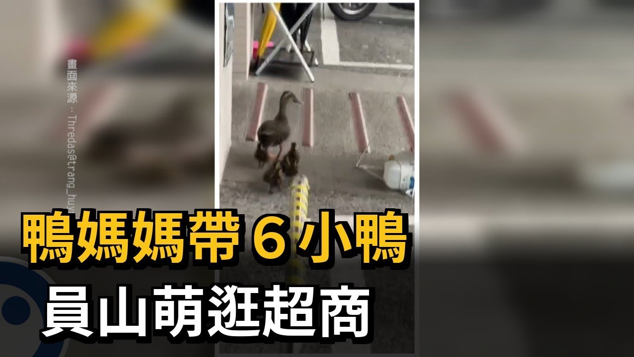 Mother Duck with 6 Ducklings Shopping at Convenience Store in