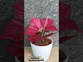 So inlove😍☘️#aglaonema #aglaonemalovers #indoorplants #houseplants #plantlover