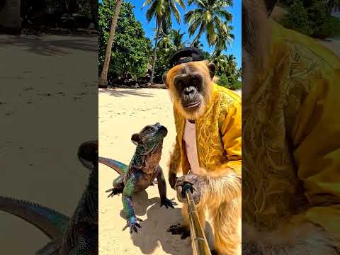 القرد الشيك قابل حيوان غريب في الجزيرة Chic Monkey Meets A Strange Creature Monkey Funny