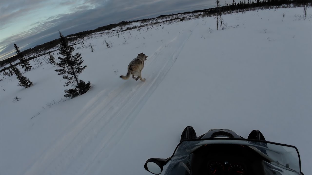 Where the Wolves Run