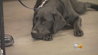 Denver Fire Department Gets New Arson Dog