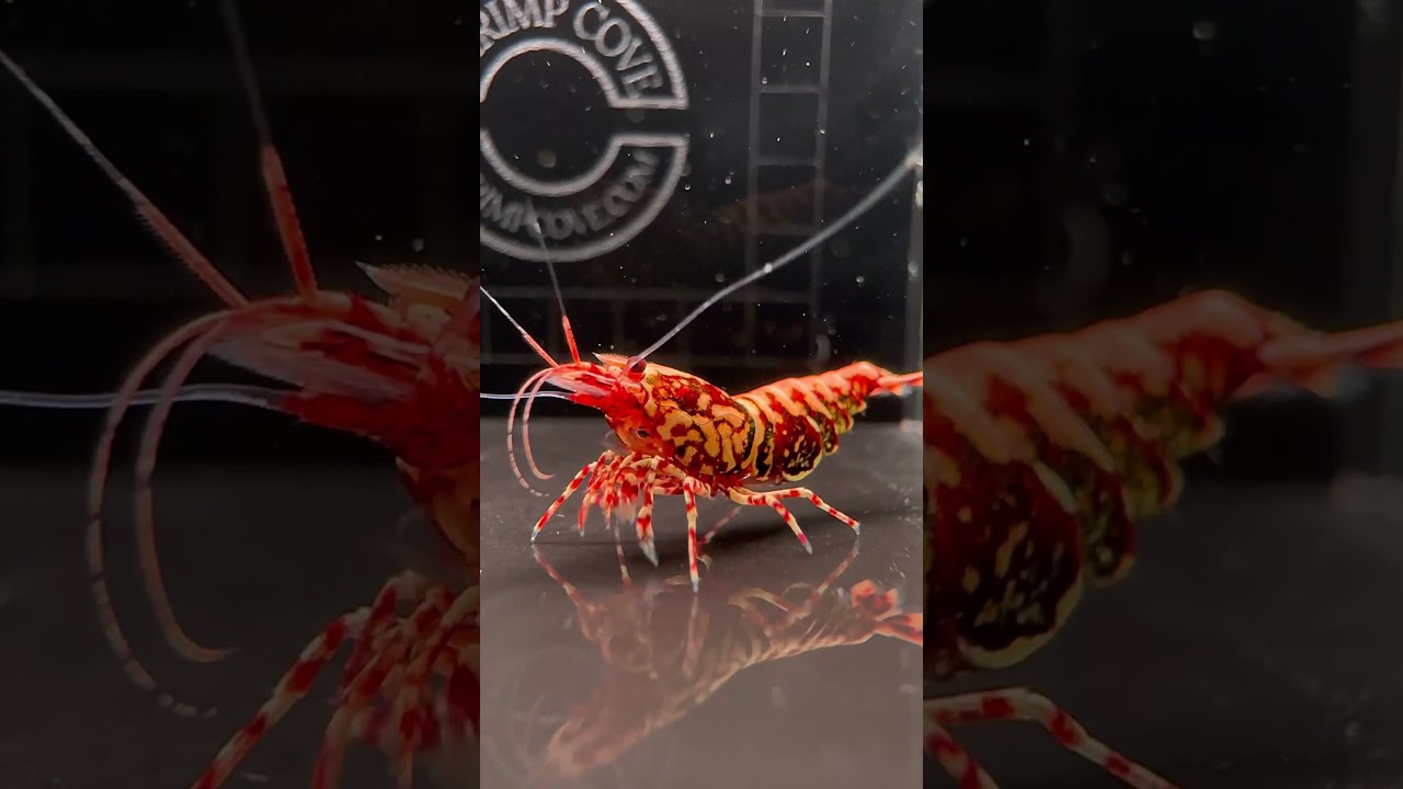 Shrimpcove.com UK shrimp breeder 