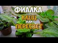 Почему загущается центр розетки у Фиалки? Пересвет фиалок.