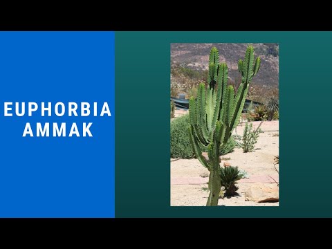 Euphorbia ammak