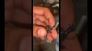 Worlds Smallest Turtle