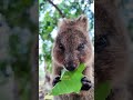 DÜNYANIN EN MUTLU HAYVANI: QUOKKA!