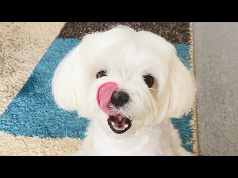 【ASMR】きゅうりを食べる犬の咀嚼音が癒される【マルチーズ】