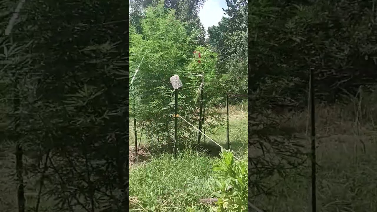 hope everyone having great day Dx1 Justin Oklahoma 9lb hammer ...ssb 5180 just a look at my orchid