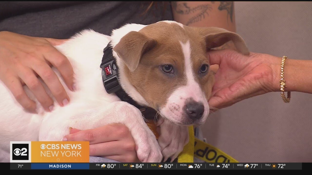 National Dog Day celebrated, how adoption centers are making a ...