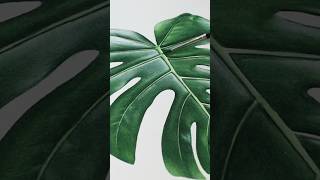 how to #paint #watercolor #Monstera #leaf full #TUTORIAL  on #YouTube #membership