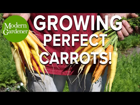 How to Grow the Perfect Carrots
