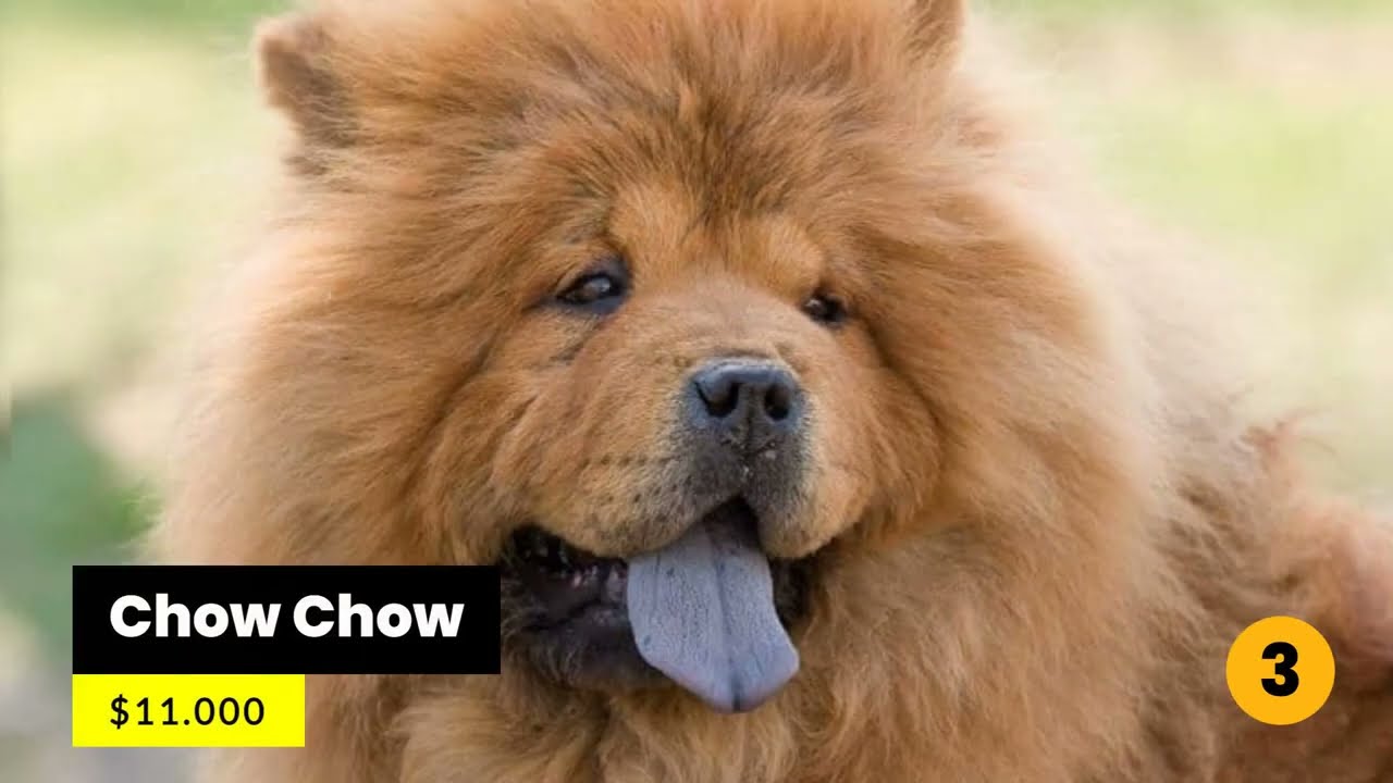 Top 20 Most Expensive Dog Breeds In The World [2022] | [▶] Videos By Code  | 