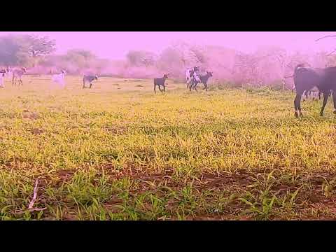 MASHAMBANI KAZI 2026 