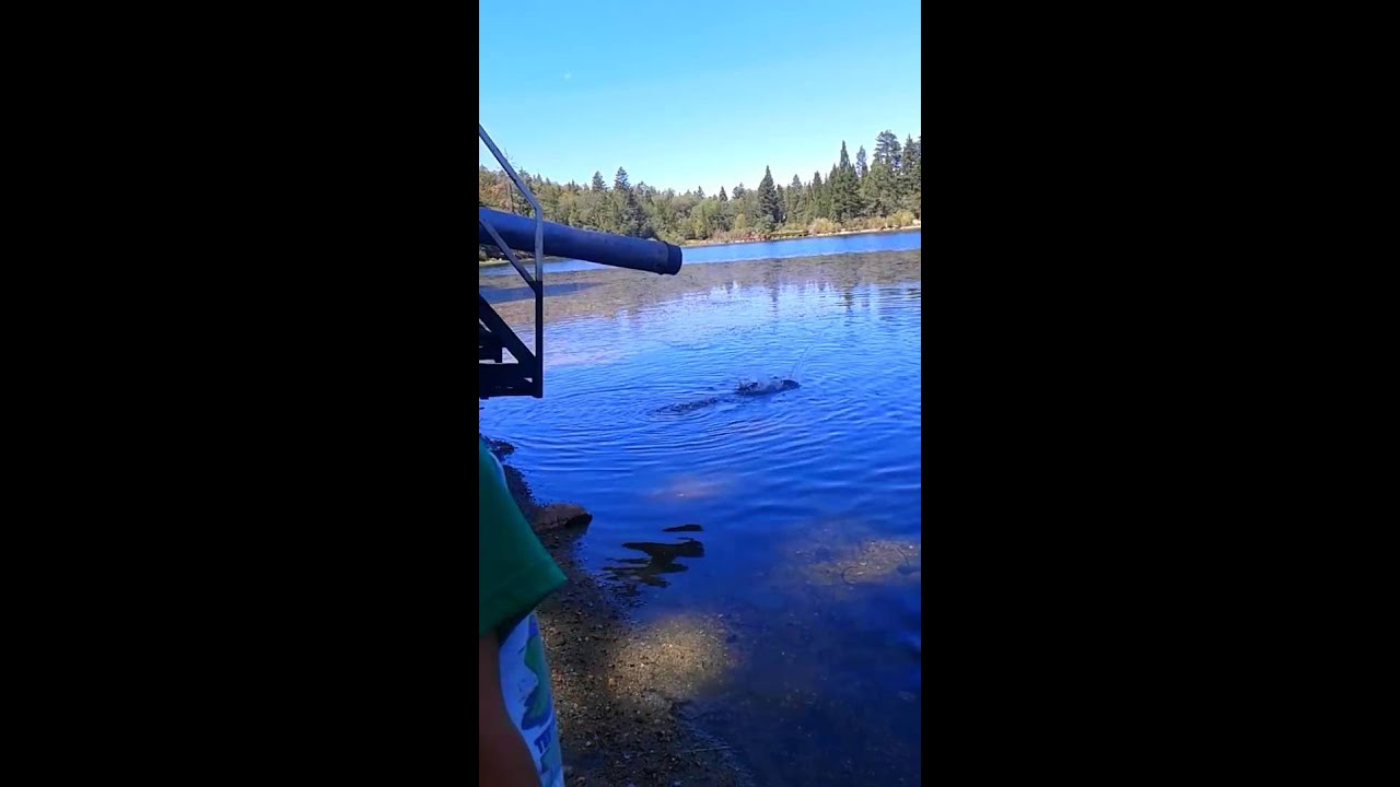 Jenks Lake California Trout Stocking Fishing YouTube