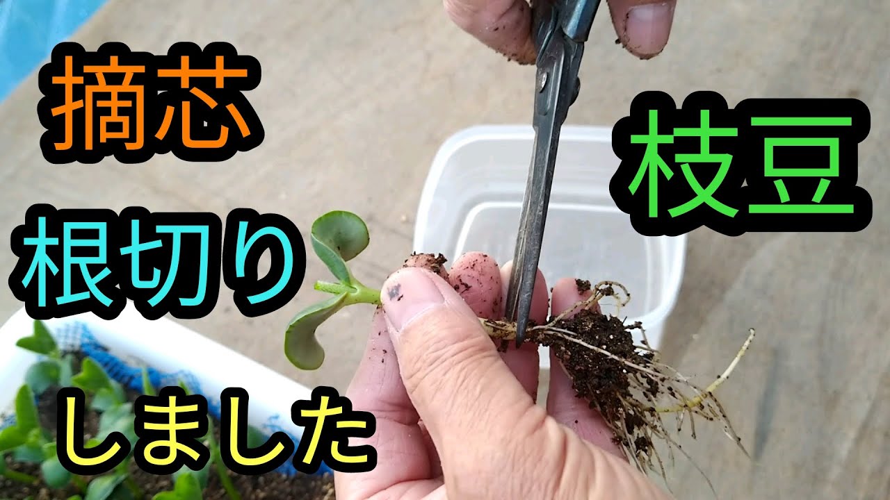 【家庭菜園】枝豆に芽が出たので摘芯と根切りしました。 - YouTube