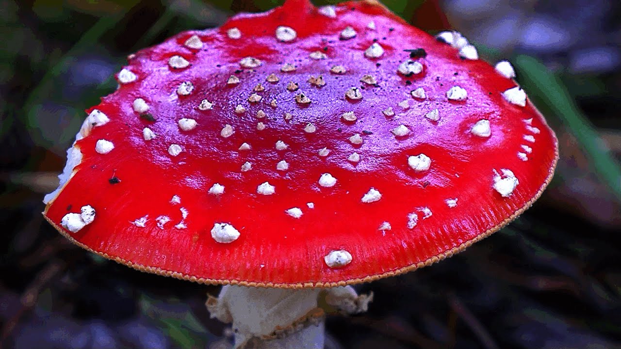 Paddenstoelen IJzerenbos Susteren en omgeving.©ton vranken