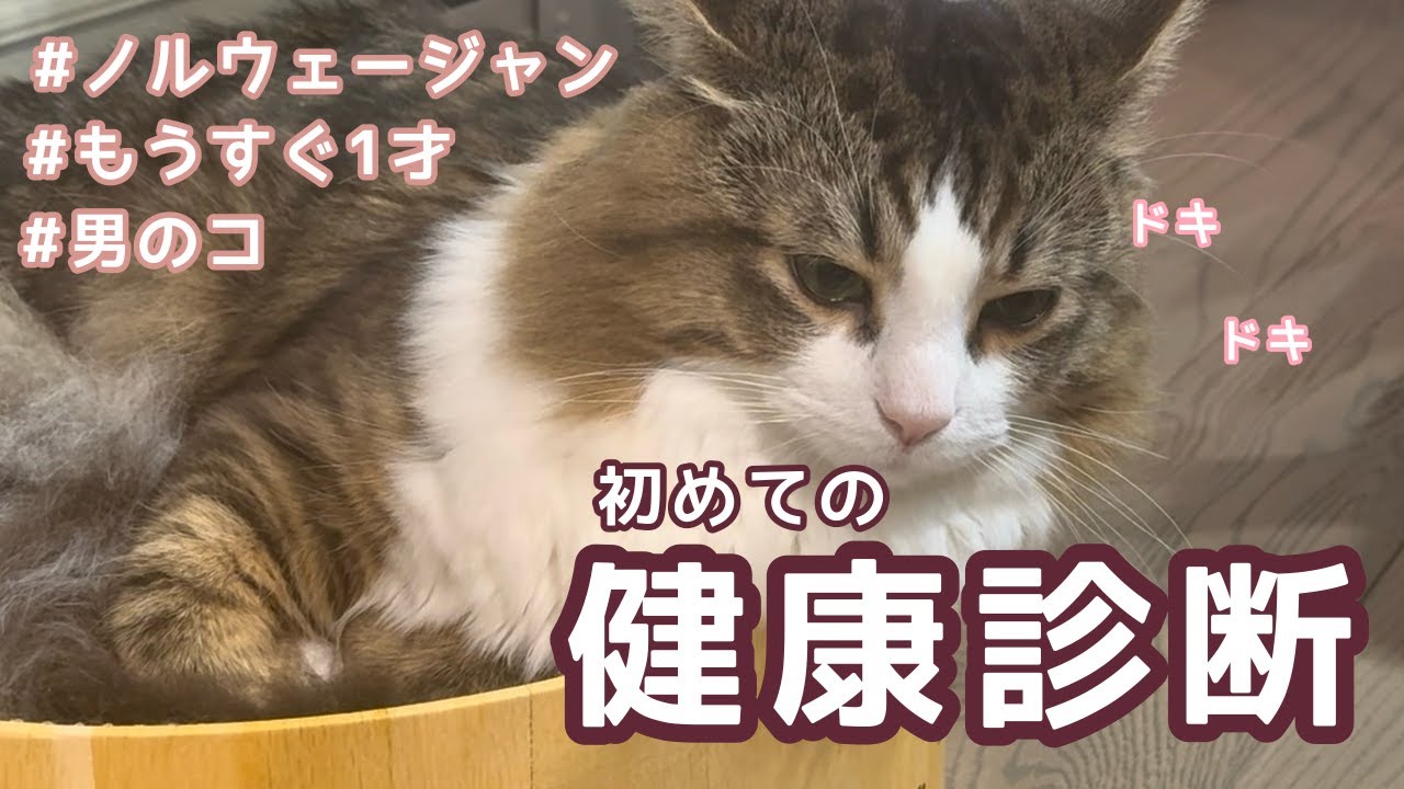 【ごはん抜き！？】仔猫の健康診断（前編）