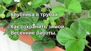 Клубника в трубах после зимы