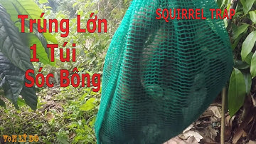 Bẫy Sóc Điểm Mới Trúng Lớn Nguyên Túi Sóc Bông - SQUIRREL TRAP _ Vạn Lý Do (Phần 40)