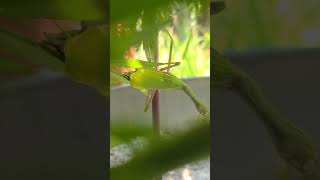 Praying Mantis Versus Wasp II