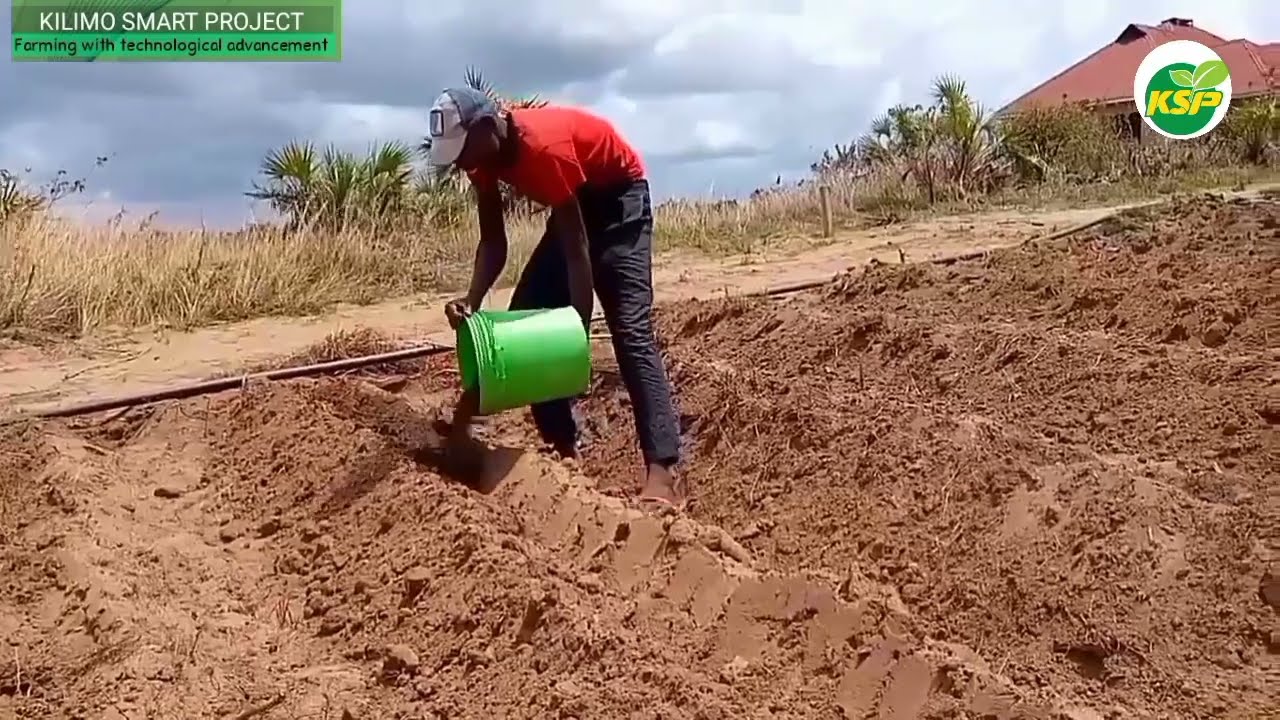 KUMBE #MBOLEA YA SAMADI  NI BORA KULIKO YA VIWANDANI.... UWEZI KUVUNA MAZAO MENGI BILA SAMADI..