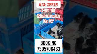 Day old Kadaknath chicks for sale 7305706463 @RJ POULTRY FARM #kadaknath #karunkoli screenshot 5
