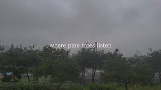 where pine trees listen | 10 hours of gentle rain in the forest | sleep, focus, calm